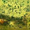 Витражная пленка Rainbow Film FC8