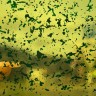 Витражная пленка Rainbow Film FC8